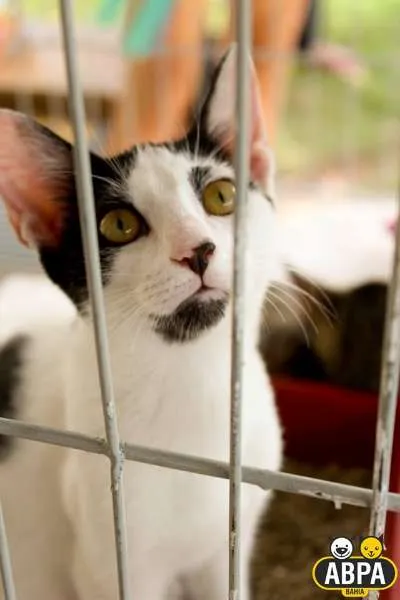 Gato raça SRD idade 2 a 6 meses nome Flor