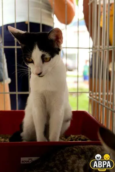 Gato raça SRD idade 2 a 6 meses nome Flor