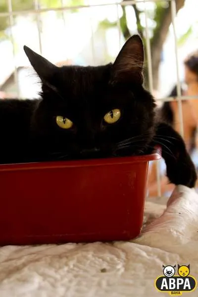 Gato raça SRD idade 2 anos nome Albert