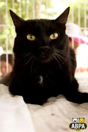 Gato raça SRD idade 2 anos nome Albert