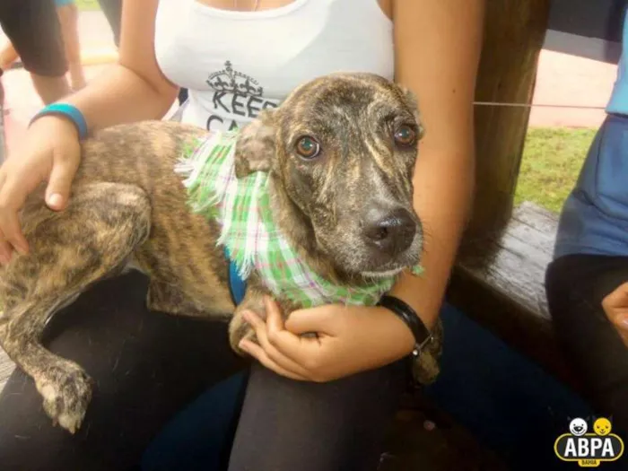 Cachorro raça SRD idade 7 a 11 meses nome Granola