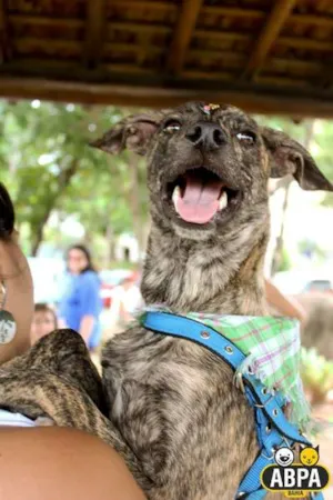 Cachorro raça SRD idade 7 a 11 meses nome Granola