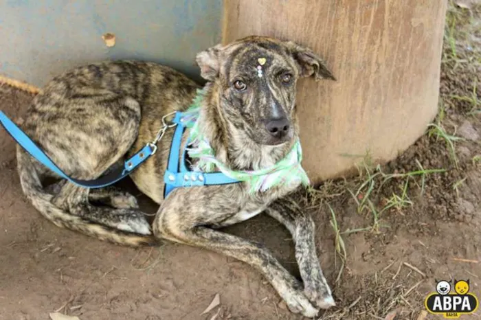 Cachorro raça SRD idade 7 a 11 meses nome Granola