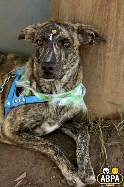 Cachorro raça SRD idade 7 a 11 meses nome Granola