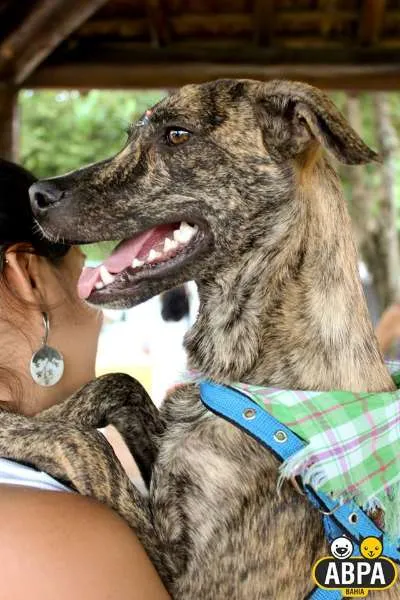 Cachorro raça SRD idade 7 a 11 meses nome Granola