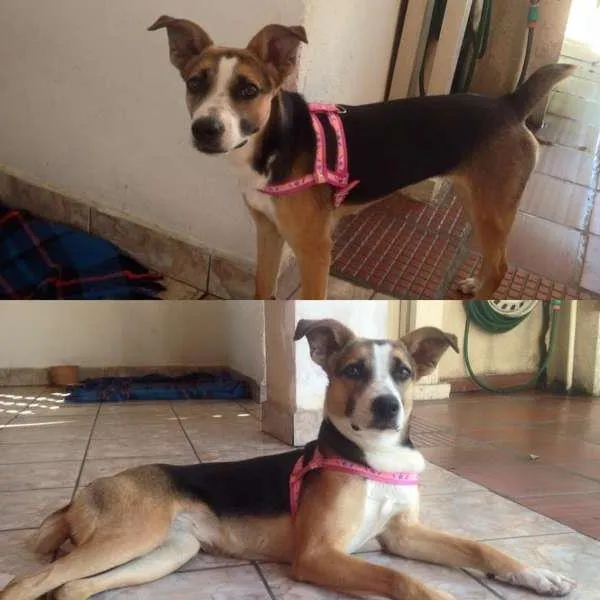 Cachorro ra a SRD idade 1 ano nome Nina 