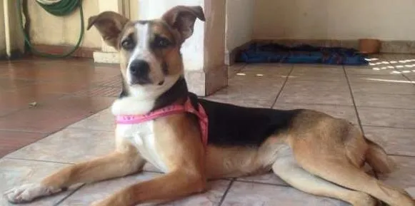 Cachorro ra a SRD idade 1 ano nome Nina 