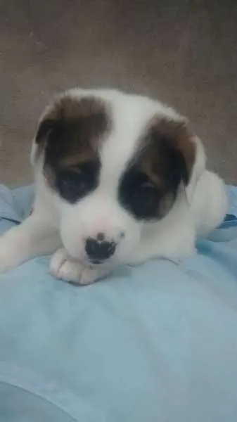Cachorro ra a srd idade Abaixo de 2 meses nome bebes