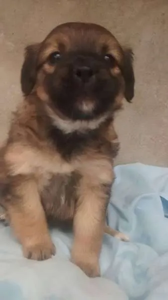 Cachorro ra a srd idade Abaixo de 2 meses nome bebes