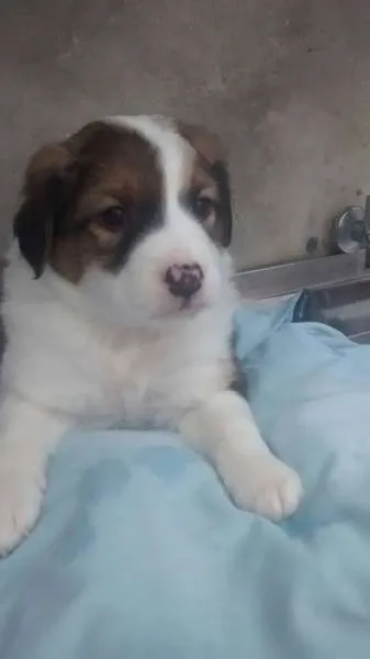 Cachorro ra a srd idade Abaixo de 2 meses nome bebes