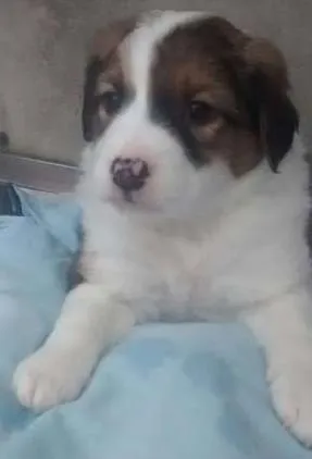 Cachorro raça srd idade Abaixo de 2 meses nome bebes