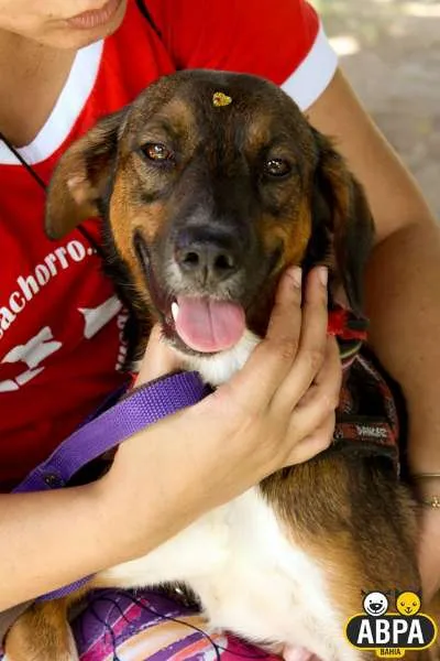 Cachorro raça SRD idade 2 anos nome Miucha