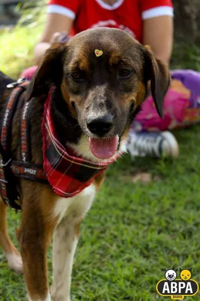 Cachorro raça SRD idade 2 anos nome Miucha