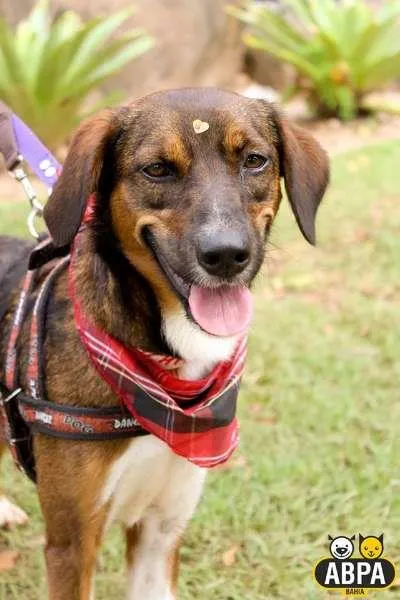 Cachorro raça SRD idade 2 anos nome Miucha