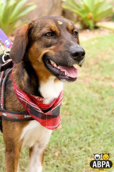 Cachorro raça SRD idade 2 anos nome Miucha