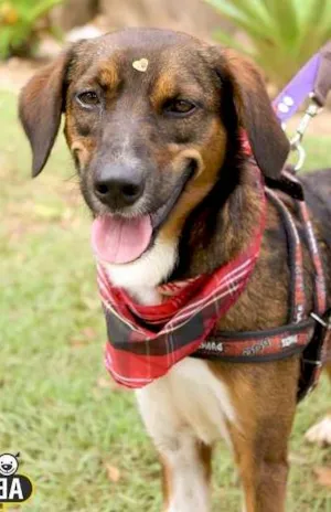 Cachorro raça SRD idade 2 anos nome Miucha