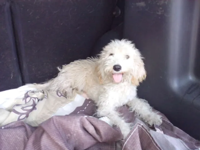 Cachorro ra a Poodle mix idade 7 a 11 meses nome Pepe