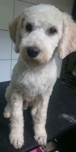 Cachorro ra a Poodle mix idade 7 a 11 meses nome Pepe
