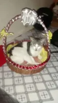 Apollo