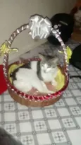 Apollo