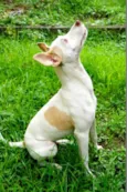 Coiote