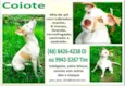 Coiote