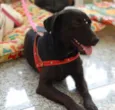 Igor