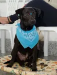 Igor