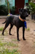 Igor