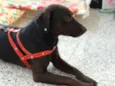 Igor