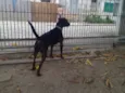 Igor