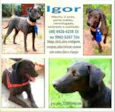 Igor
