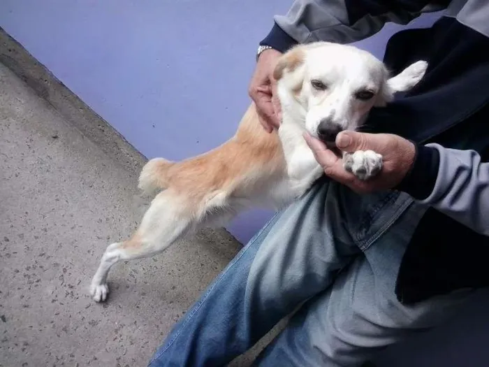 Cachorro ra a  idade 7 a 11 meses nome Alemão