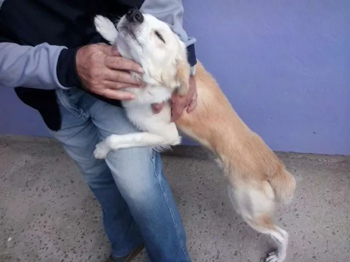 Cachorro ra a  idade 7 a 11 meses nome Alemão