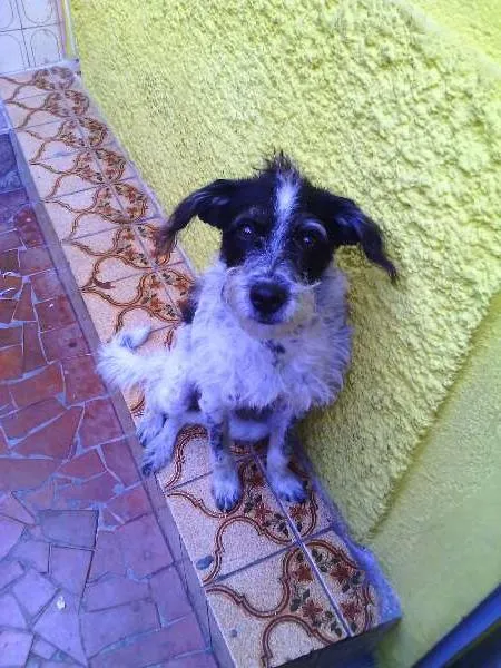 Cachorro ra a mista idade 2 a 6 meses nome Jake