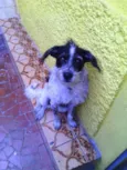 Jake