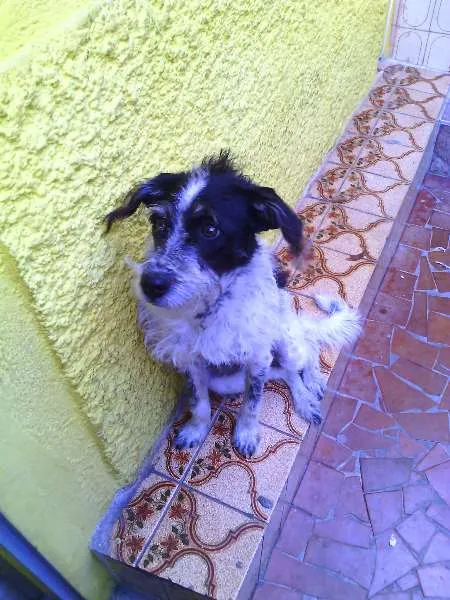 Cachorro ra a mista idade 2 a 6 meses nome Jake