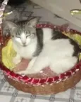 Apollo
