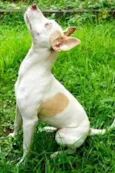 Coiote