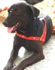 Igor