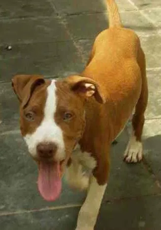 Cachorro ra a Pit-Bull idade 5 anos nome Ralf