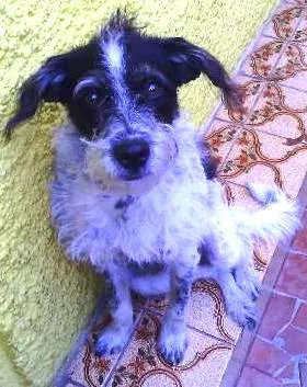 Cachorro ra a mista idade 2 a 6 meses nome Jake
