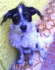 Jake