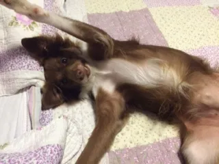 Cachorro ra a Mestiço idade 3 anos nome Teco