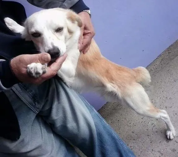 Cachorro ra a  idade 7 a 11 meses nome Alemão