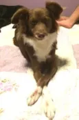 Teco