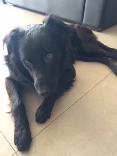 Cachorro ra a Mestiço idade 1 ano nome Nero