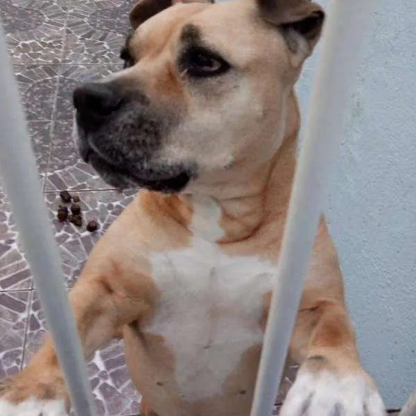 Cachorro ra a Pit-Bull idade 6 ou mais anos nome honda