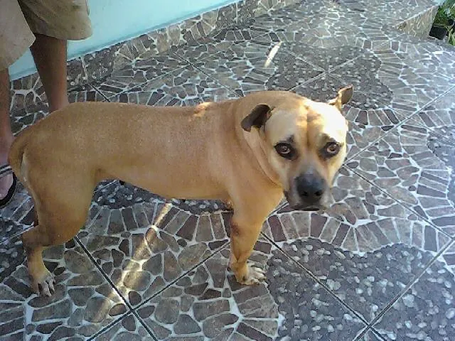 Cachorro ra a Pit-Bull idade 6 ou mais anos nome honda