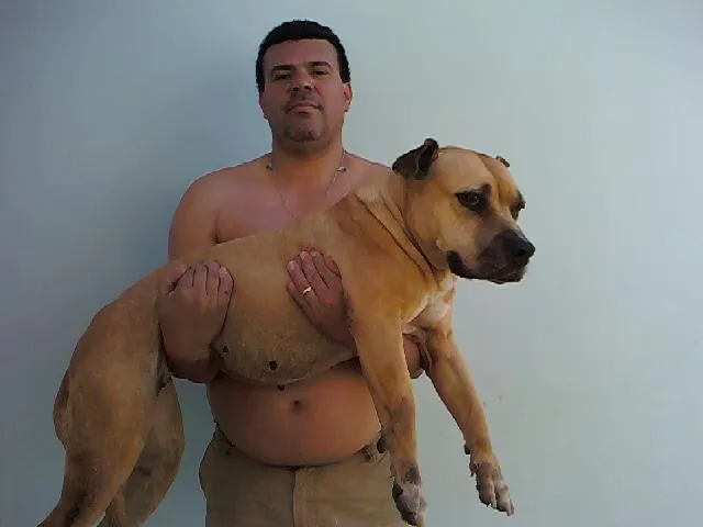 Cachorro ra a Pit-Bull idade 6 ou mais anos nome honda